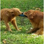 2 American Golden Retriever ziehen an einem Spielzeug