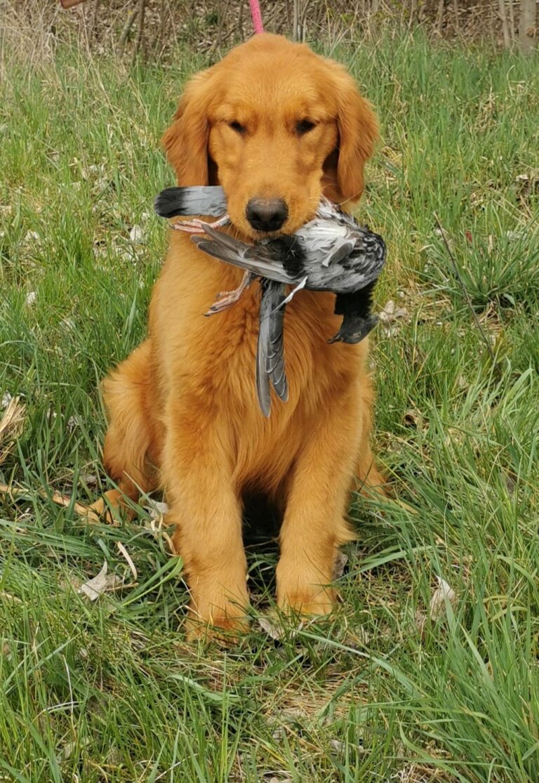 Golden Retriever mit Taube